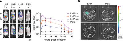 Induction of liver-resident memory T cells and protection at liver-stage malaria by mRNA-containing lipid nanoparticles